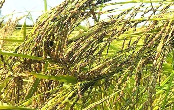 লাখাইয়ে কদর বাড়ছে &lsquo;জামাই আদর চাল&rsquo; তুলশীমালার