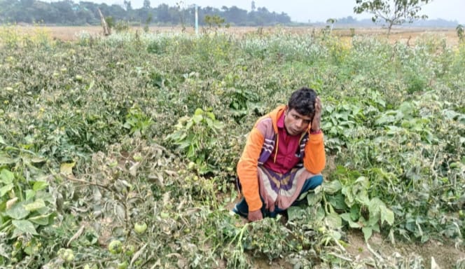 গোয়াইনঘাটে সবজি বাগানে বিষ প্রয়োগ, কৃষকের মাথায় হাত