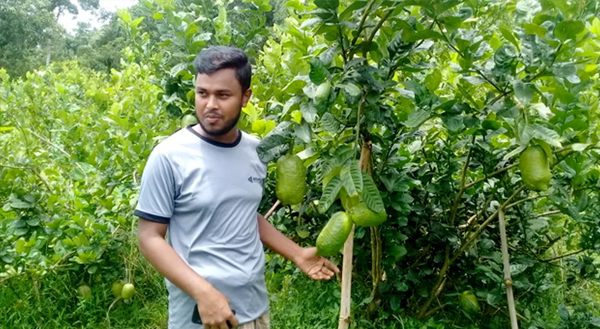 সিলেটে রপ্তানি হচ্ছে জারা লেবু
