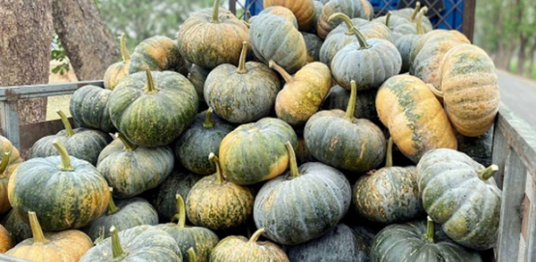 সবজির ন্যায্যমূল্য না পাওয়ায় লোকসানে কৃষক
