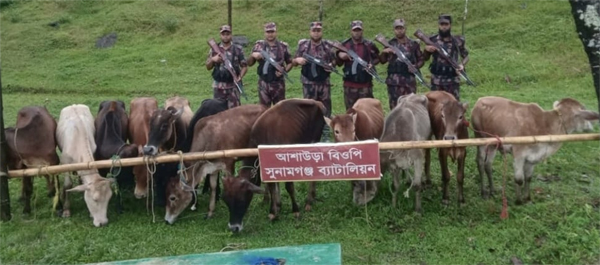 সুনামগঞ্জ সীমান্তে ৬ লাখ টাকা ভারতীয় গরু আটক