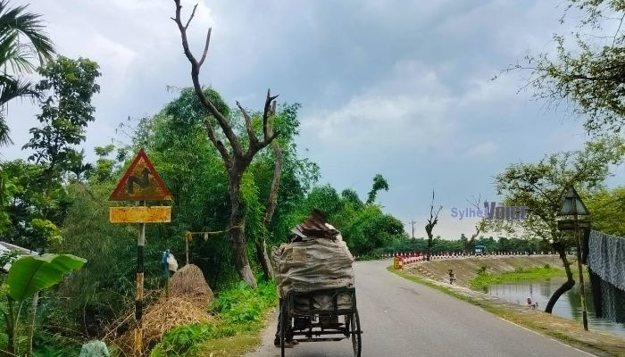 সড়কে ঝুঁকিপূর্ণ শতাধিক মরা গাছ