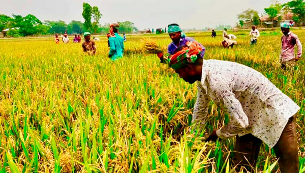 রোদ্দুর মাঠে কৃষকের মুখে প্রশান্তির ছায়া