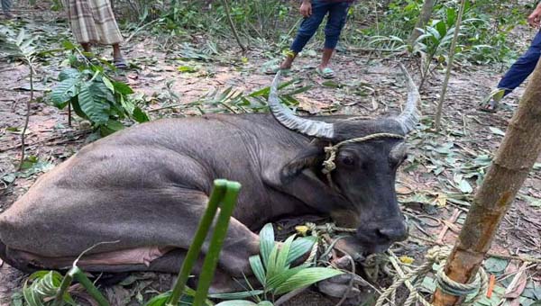 সুনামগঞ্জে চোরাই পথে আনা মহিষের হামলা, আহত ৭