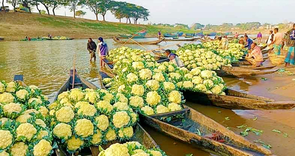সুরমা নদীর তীরে জমে উঠেছে শীতকালীন সবজির হাট