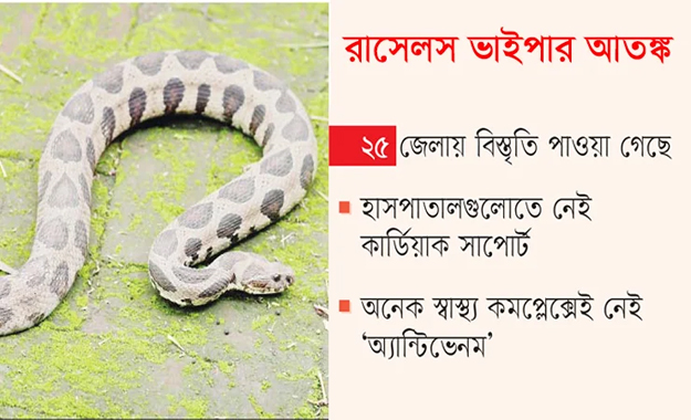 রাসেলস ভাইপার আতঙ্ক: উপজেলা হাসপাতালগুলোতে নেই চিকিৎসা সক্ষমতা
