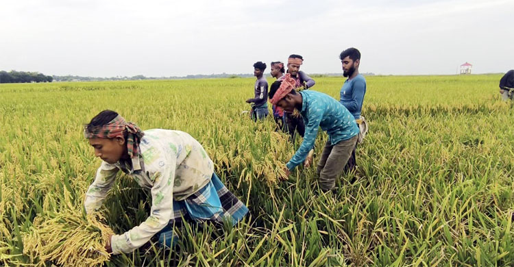 সুনামগঞ্জে ফসল হারানোর শঙ্কায় ১০ লাখ কৃষক