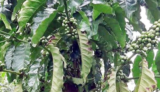 চায়ের ভূমিতে সমৃদ্ধির কৃষিপণ্য হতে পারে কফি
