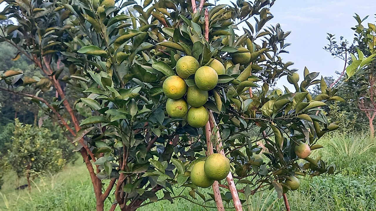 জুড়িতে মাল্টা চাষে আগ্রহ বাড়ছে চাষিদের