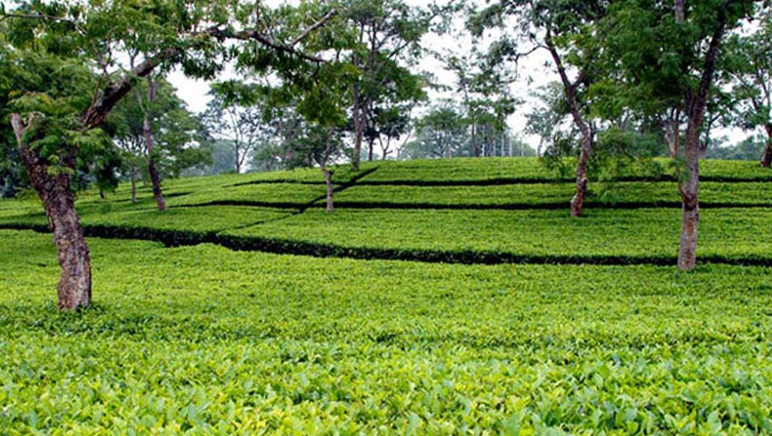 চা পাতা উত্তোলন বন্ধ