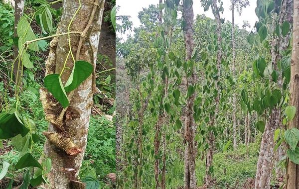 মৌলভীবাজারে খাসিয়াদের দখলে ৫০ পানপুঞ্জি&rsquo;র আড়াই হাজার একর ভুমি
