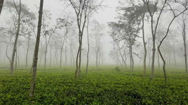 টানা চার দিন ধরে শ্রীমঙ্গলে দেশের সর্বনিম্ন তাপমাত্রা