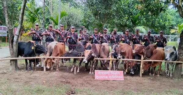 সুনামগঞ্জ সীমান্তে ভারতীয় ১৪ গরু আটক