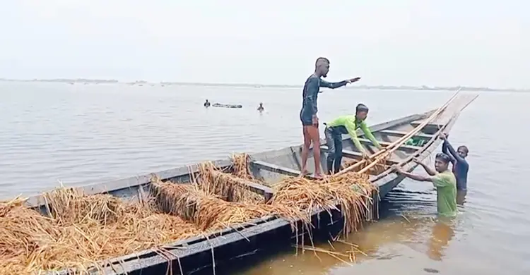 পানি কমায় ভেসে ওঠা ধান কেটে নিয়ে গেলো দুবৃত্তরা