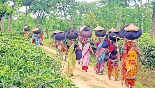 উৎপাদনে এগিয়ে দেশের চা বাগান, বাড়তি ব্যয়ে শঙ্কায় মালিকরা