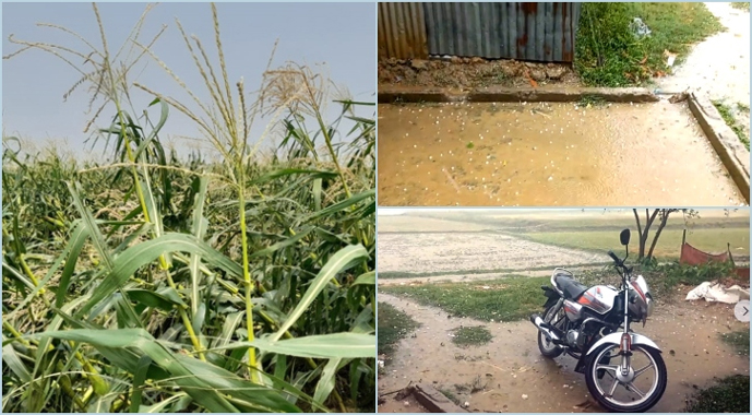 নবীগঞ্জে শিলাবৃষ্টি : হাওরের ধান ও ভুট্টার ব্যাপক ক্ষতি   