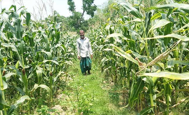 ভুট্টা চাষে আগ্রহ বাড়ছে কৃষকদের