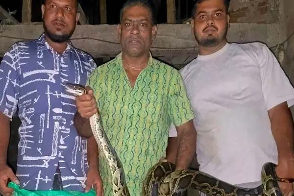 শ্রীমঙ্গলে ঘরের সিলিং থেকে ১২ ফুটের অজগর উদ্ধার