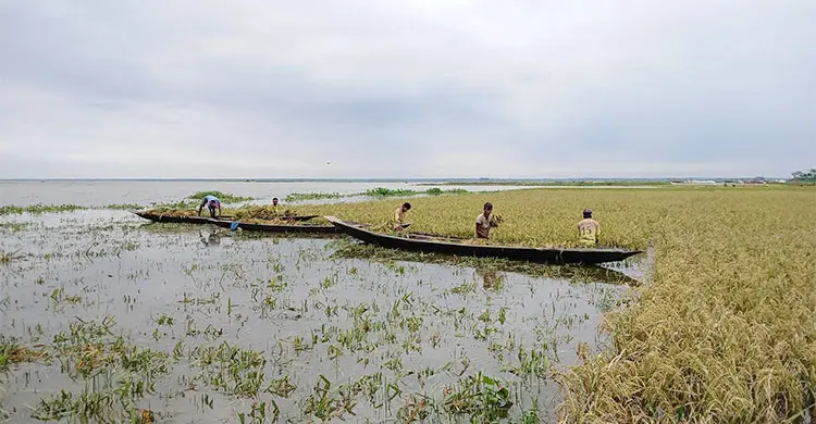 &lsquo;টাকা দিয়েও পাওয়া যায় না ধান কাটার শ্রমিক&rsquo;