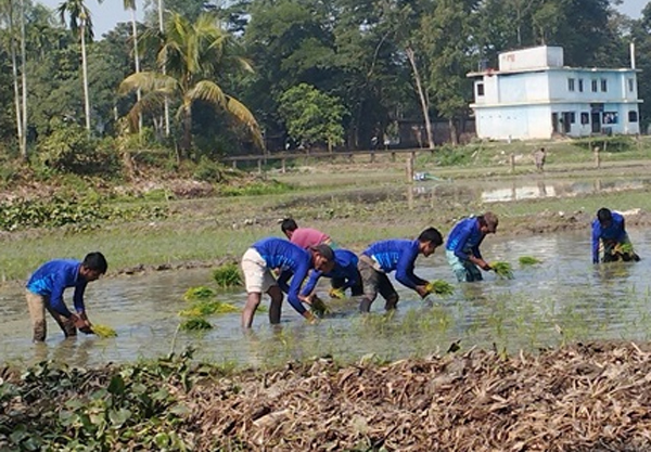 শীত উপেক্ষা করে চলছে বোরো ধান রোপণ