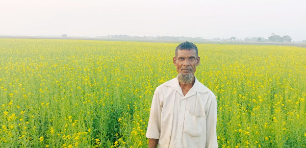 মাধবপুরে সরিষার বাম্পার ফলন, কৃষকের মুখে হাসি