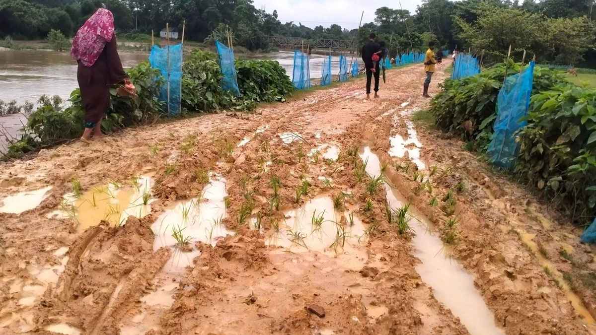 রাস্তায় ধানের চারা রোপণ করে প্রতিবাদ