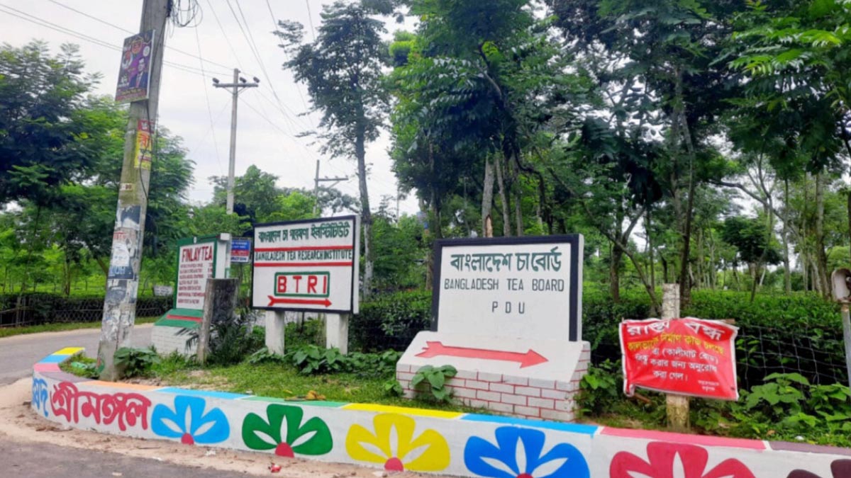 চায়ের রাজ্যে রঙিন চমক, আল্পনার সাত রঙে সেজেছে সড়ক