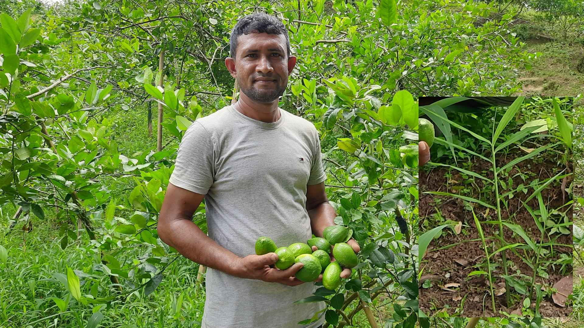 লেবু গাছের নিচে আদা চাষে সফলতা