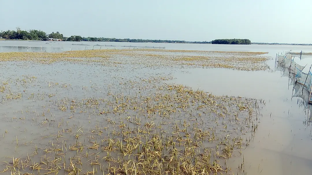 একটু রোদে স্বস্তি, তবে ধান হারিয়ে দিশেহারা কৃষক