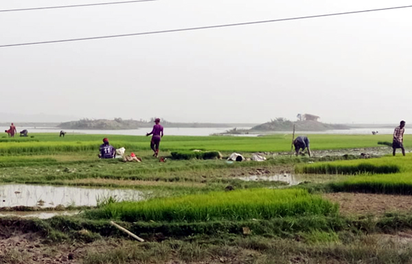 তীব্র শীত উপেক্ষা করে চলছে কৃষকের কর্মযজ্ঞ 