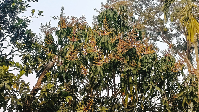 মাধবপুরে গাছে গাছে আমের মুকুল, স্বপ্ন দেখছেন চাষিরা