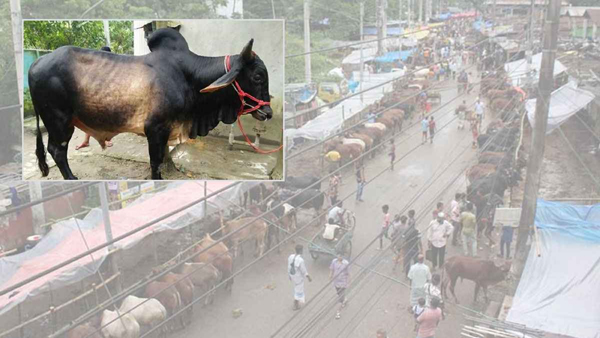 সিলেটে অবৈধ পশুর হাট বেশি, দামও চড়া