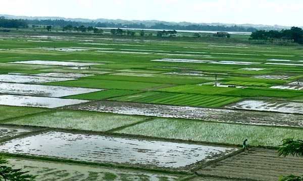 গোয়াইনঘাটের মাঠজুড়ে সবুজের সমারোহ, চলছে আমন রোপণ