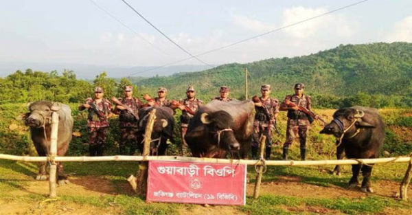 জৈন্তাপুর সীমান্তে ১৬ লাখ টাকার ভারতীয় গরু-মহিষ আটক