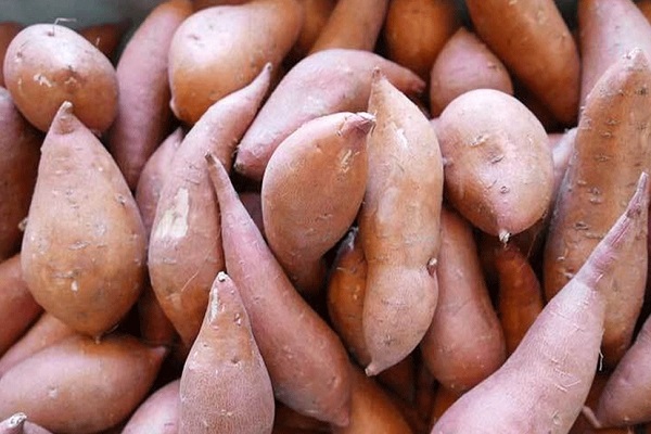 মিষ্টি আলু খাওয়ার ৫টি উপকারিতা