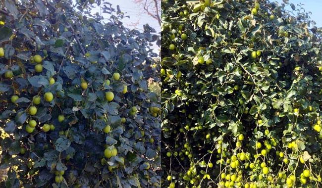শমশেরনগরে বরই চাষে আজাদের বাজিমাত