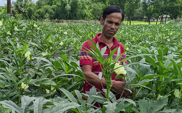 পরিত্যক্ত ধানক্ষেতে &lsquo;সম্ভাবনার ঢেঁড়শ&rsquo;
