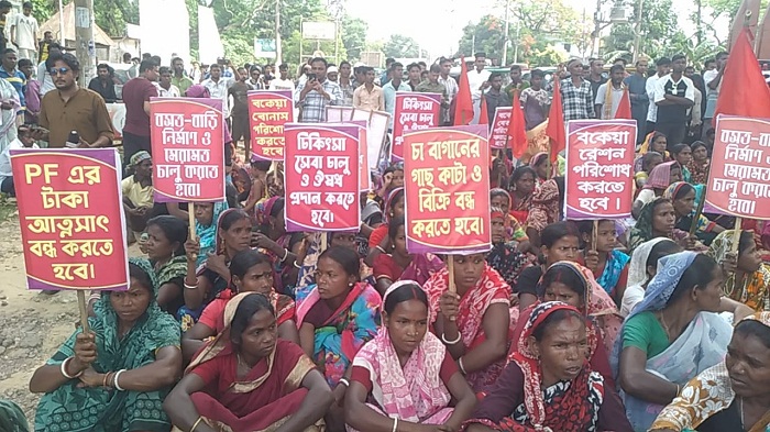 বকেয়া বেতন পাচ্ছেন তাই কাজে ফিরছেন চা শ্রমিকরা