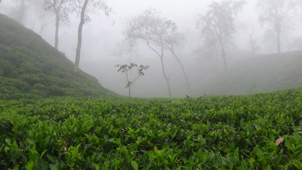 দেশের সর্বনিম্ন তাপমাত্রা আজ শ্রীমঙ্গলে