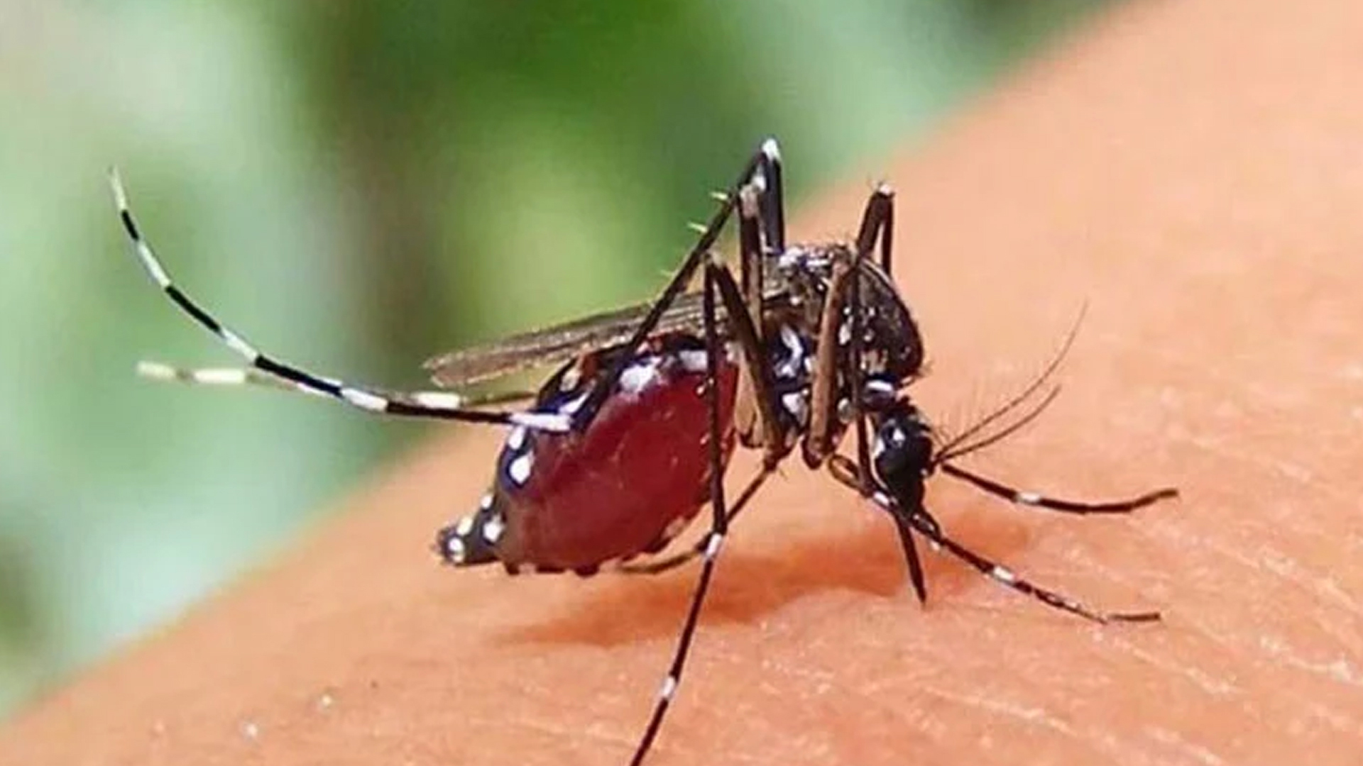 হামের পর এবার ডেঙ্গুর থাবা, সিলেটে প্রথম মৃত্যুর রেকর্ড