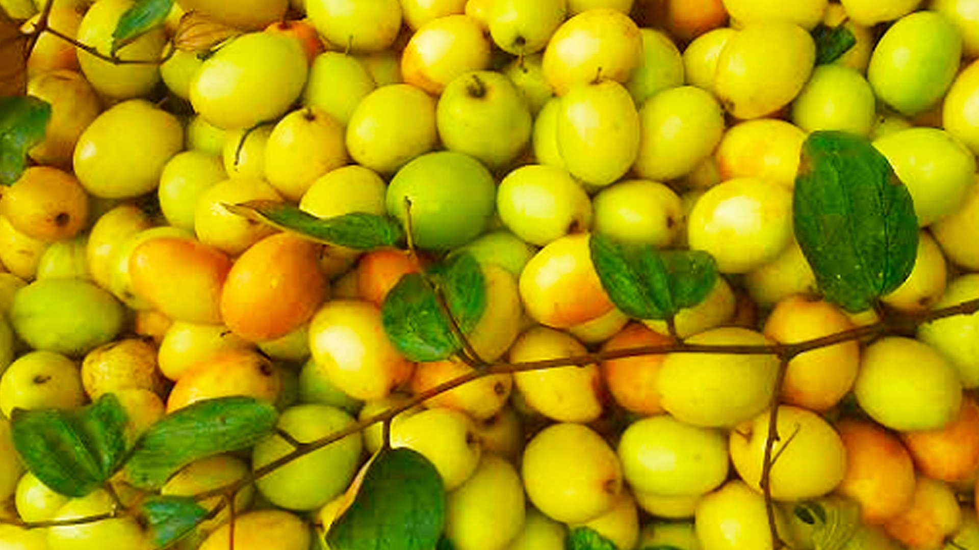 বরই খাওয়ার উপকারিতা কী?