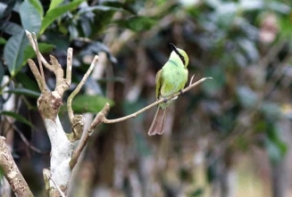 চা বাগানের সৌন্দর্য &lsquo;সবুজ-সুইচোরা&rsquo;