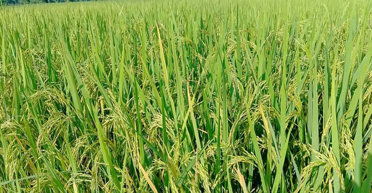 বিশ্বনাথে আমন ধানের বাম্পার ফলন