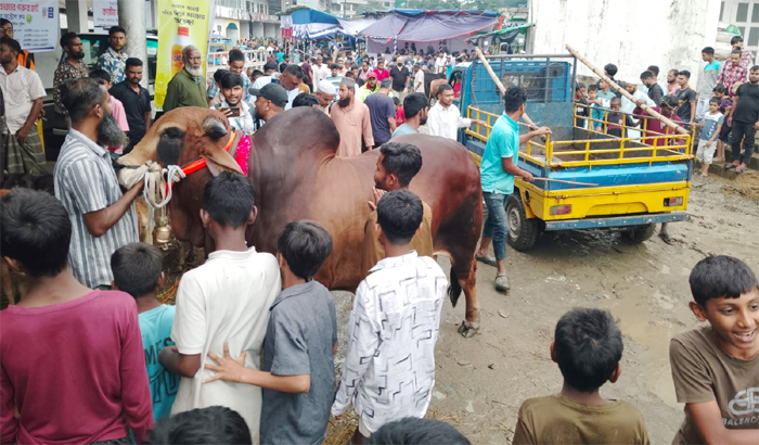 ঈদ যত ঘনাচ্ছে, তত জমছে সিলেটের পশুর হাট