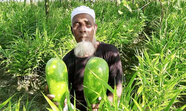 হবিগঞ্জের বাহুবলে একই জমিতে দুই স্তরে চাষাবাদ, কৃষক আব্দুস সাত্তারের সাফল্যে নতুন সম্ভাবনা