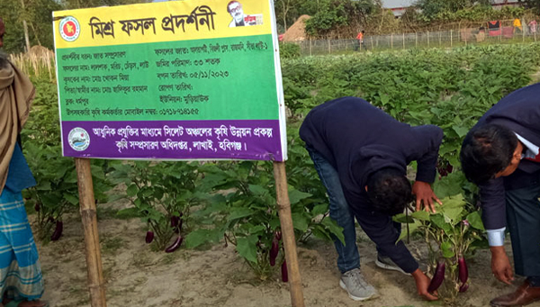 &lsquo;মিশ্র চাষে&rsquo; নেই লোকসানের শঙ্কা