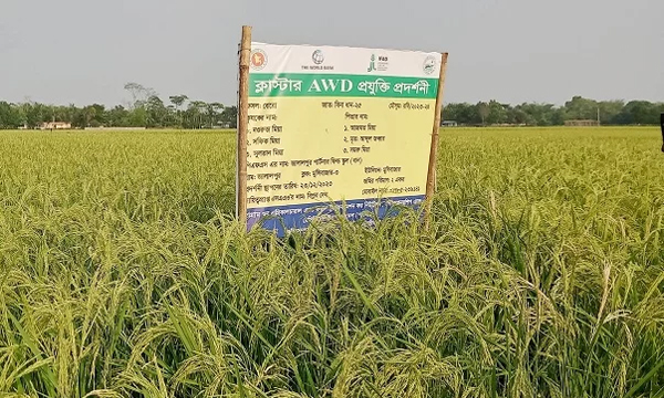 কমলগঞ্জে 'বিনা ধান-২৫' ধানের বাম্পার ফলন