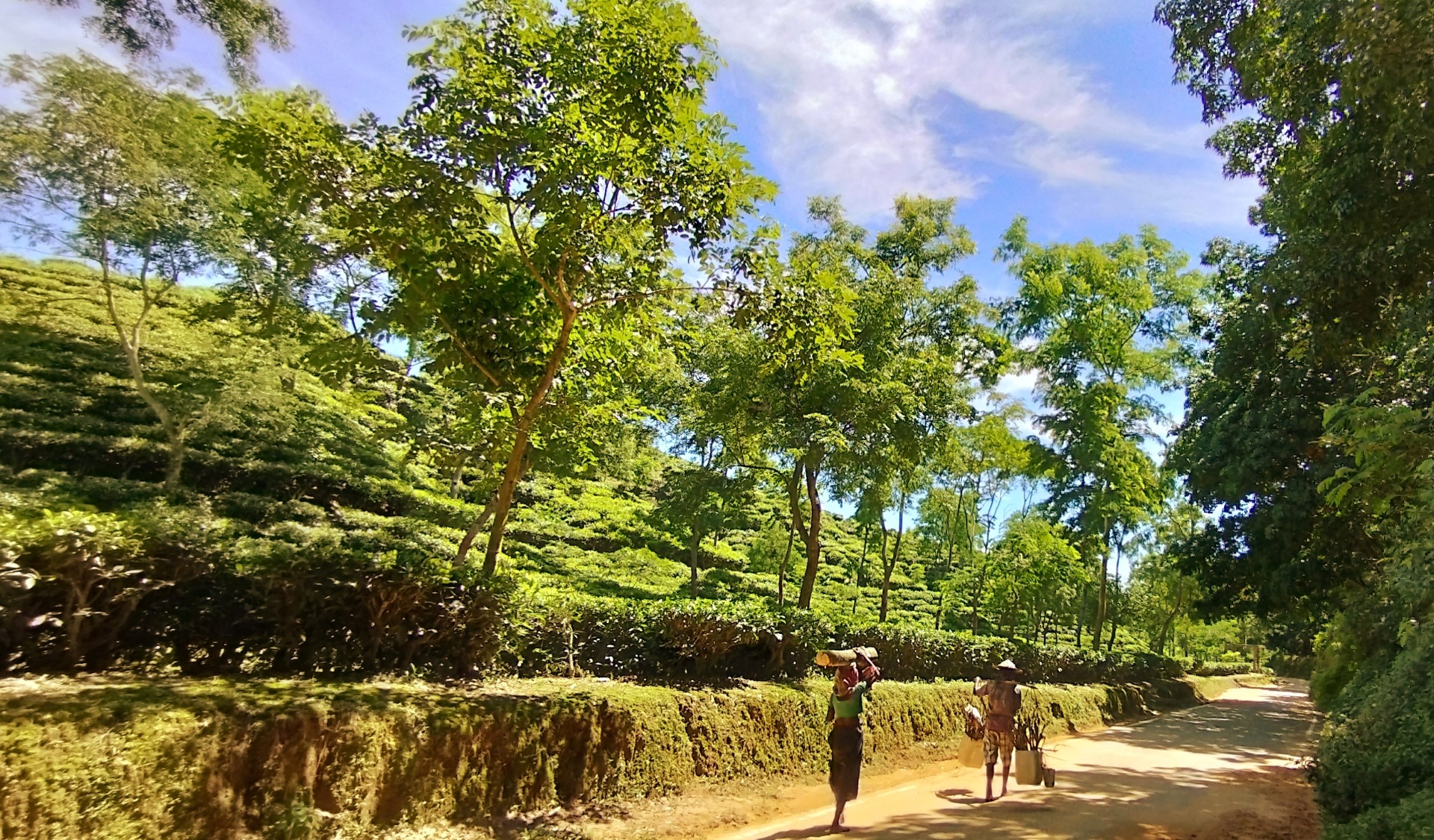 চা বাগানেই কুষ্ঠ রোগীর সংখ্যা বেশি