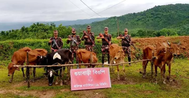 জৈন্তাপুর সীমান্তে ভারতীয় গরু-মহিষ জব্দ