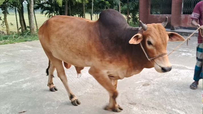&lsquo;ভাগ্য রাজ লাল&rsquo;র  দাম ৩ লাখ ২০ হাজার